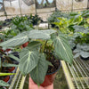 Philodendron 'Gloriosum'