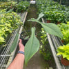 Philodendron 'Joepii'