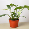 Philodendron Jose Bueno