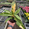 Philodendron 'Variegated Ring of Fire '