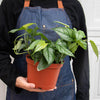 Monstera 'Siltepecana'