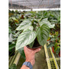 Philodendron 'Sodiroi'