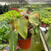 Philodendron 'Strawberry Shake'