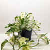 Pothos 'Manjula'