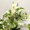 Pothos 'Manjula'