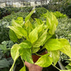 Pothos 'Neon Queen'