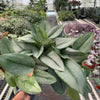 Scindapsus 'Moonlight'