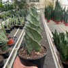 Cereus forbesii 'Spiralis'