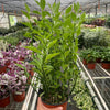Devil's Backbone Euphorbia