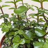 Succulent 'Elephant Bush'