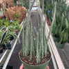 Succulent Senecio Stapeliiformis 'Pickle Plant'
