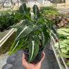 Syngonium wendlandii 'Black Velvet'