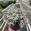 Tradescantia Callisia 'Pink Panther'