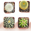 Assorted Mini Cactus Collection