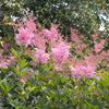 10 QUEEN Of THE PRAIRIE Pink Meadowsweet Filipendula Rubra Flower Seeds