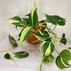 Philodendron Silver Stripe