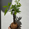 Kokedama Money Tree