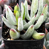 Cotyledon White Sprite