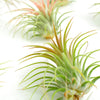 Tillandsia Ionantha Air Plant Collection