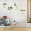 Pack of 6 Glass Planters Wall Hanging Planters Round Glass Plant Pots Hanging Air Plant Pots Flower Vase Air Plant Terrariums Wall Hanging Plant Container