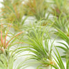 Tillandsia Ionantha Air Plant Collection