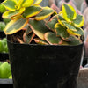 Crassula Sarmentosa