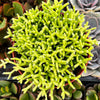 Rhipsalis Cereuscula