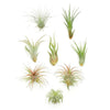 Assorted Mini Air Plant Collection