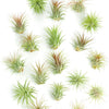 Tillandsia Ionantha Air Plant Collection