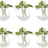 Pack of 6 Glass Planters Wall Hanging Planters Round Glass Plant Pots Hanging Air Plant Pots Flower Vase Air Plant Terrariums Wall Hanging Plant Container