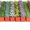 Rosette Succulent Collection