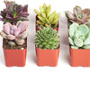 Unique Mini Succulent Collection