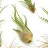 Assorted Mini Air Plant Collection