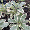 Variegated Jewels of Opar (Talinum paniculatum)
