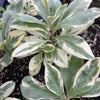 Variegated Jewels of Opar (Talinum paniculatum)