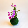 Kokedama  Mini Orchid