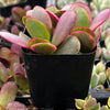 Crassula Platyphylla Pink Jade
