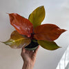 Philodendron 'Prince of Orange'