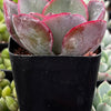 Echeveria Blue Sky