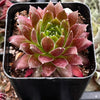 Hen & Chicks Gold Dust