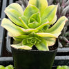 Aeonium Floresens