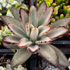 Chocolate Soldier Kalanchoe Tomentosa