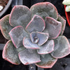 Echeveria Moon Dust Rose