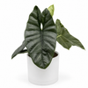 Alocasia Corazon