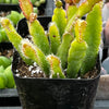 Rhipsalis Cereoides