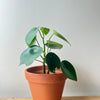 Peperomia Raindrop (Peperomia Polybotrya)