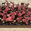 Syngonium Orm Nak Red