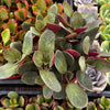 Crassula Pondo Cliff