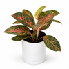 Aglaonema 'Chanel'