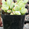 Cotyledon Pendens